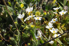 Leptosiphon rosaceus