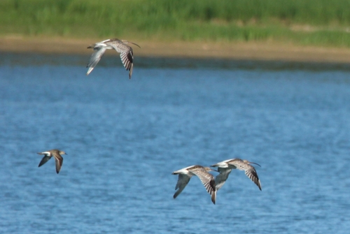 Eurasian Curlew