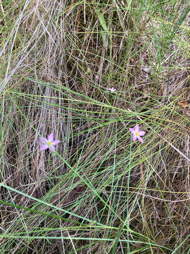 Sabatia stellaris