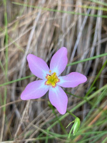 Sabatia stellaris, photograph 2