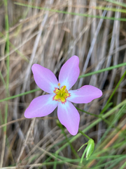 author not stated, no rights reserved Sabatia stellaris, photograph author not stated, no rights reserved
