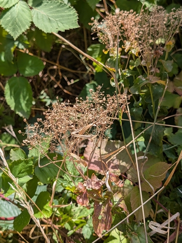 Lepidium draba, photograph 3