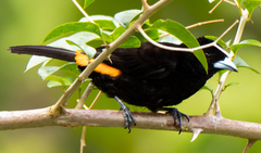 Ramphocelus flammigerus