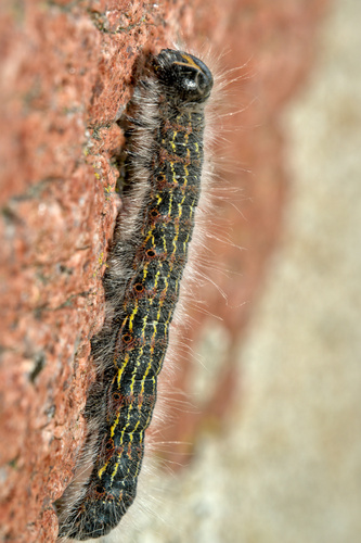 Buff-tip