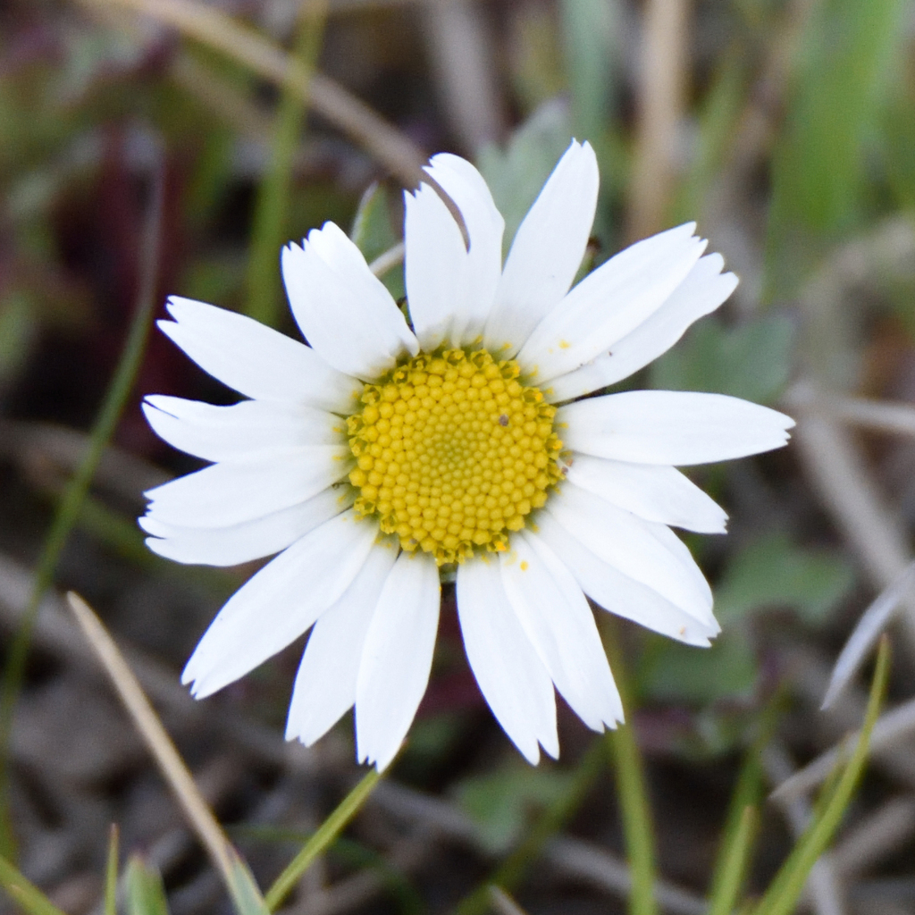 Arctanthemum arcticum; photograph (c) Fyodor Pudovikov, some rights reserved (CC BY)