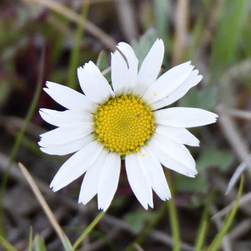 Arctanthemum arcticum