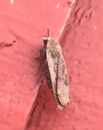 Large Yellow Underwing