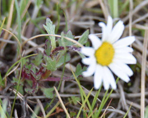 Arctanthemum arcticum, photograph 1