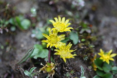 Oxygraphis glacialis