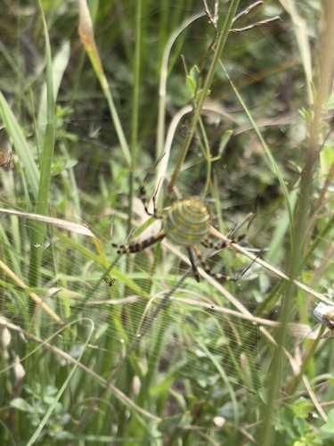 Banded Garden Spider