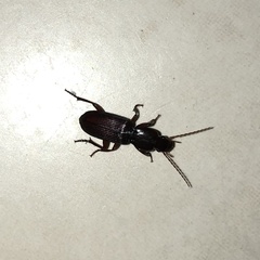 Stenomorphus californicus