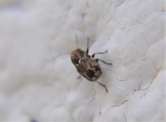 Pachybrachis hepaticus