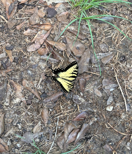 Eastern Tiger Swallowtail