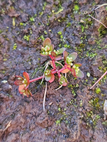 Koenigia islandica