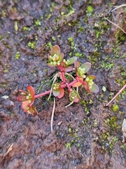 Koenigia islandica