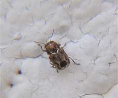 Pachybrachis hepaticus