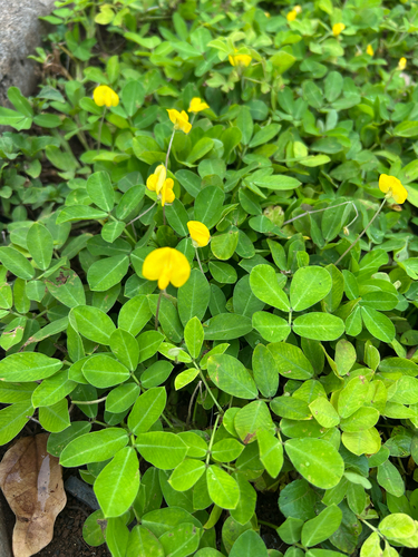 Arachis pintoi observed 2026-09-06