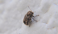 Pachybrachis hepaticus