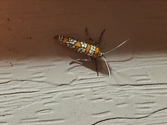 Atteva aurea