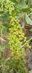 Oxybasis urbica
