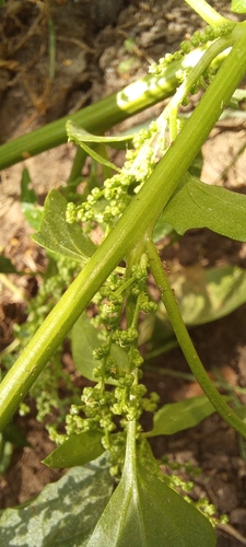 Oxybasis urbica, photograph 2