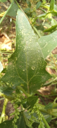 Oxybasis urbica, photograph 3