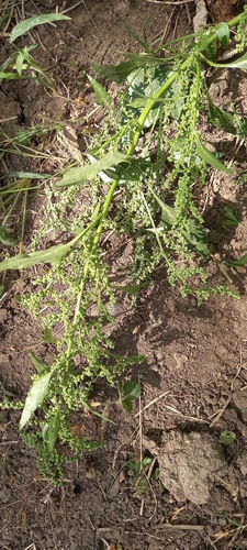 Oxybasis urbica, photograph 4