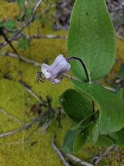 Clematis fremontii