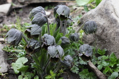 Mandragora caulescens