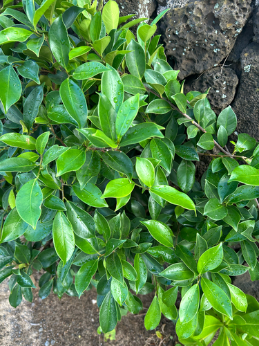 Ficus microcarpa observed 2026-09-04