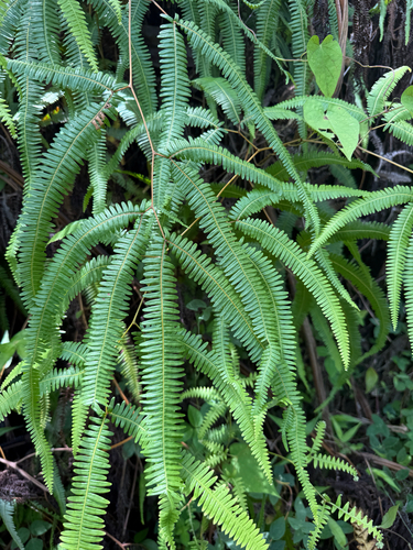 Gleichenella pectinata observed 2026-08-31