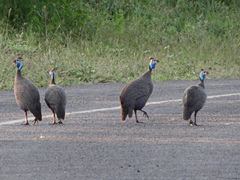 Numida meleagris mitratus
