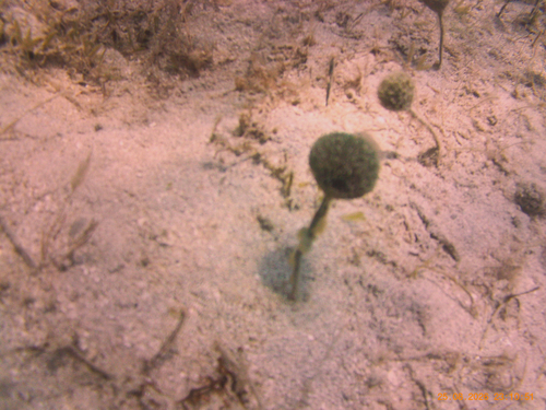 Penicillus capitatus observed 2026-08-25