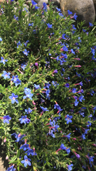 Glandora prostrata