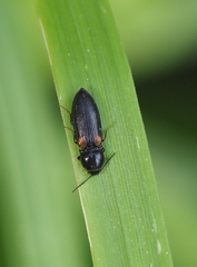 Calambus bipustulatus