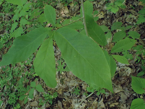 cucumber tree (Magnolia acuminata)