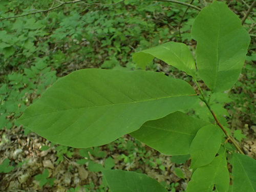 Magnolia acuminata