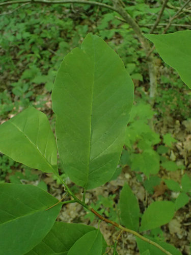 Magnolia acuminata