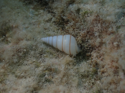 Pyramidella dolabrata observed 2026-09-02