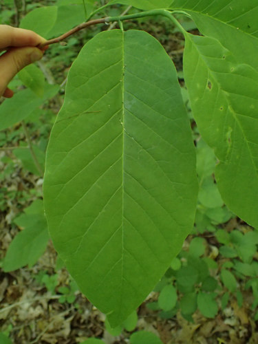 Magnolia acuminata