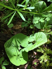 Asarum canadense reflexum