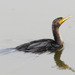 Florida Cormorant - Photo (c) Don Faulkner, some rights reserved (CC BY-SA)
