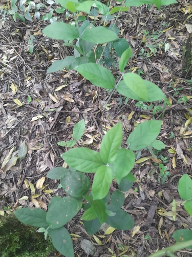 Eugenia myrcianthes, 2026-09-06