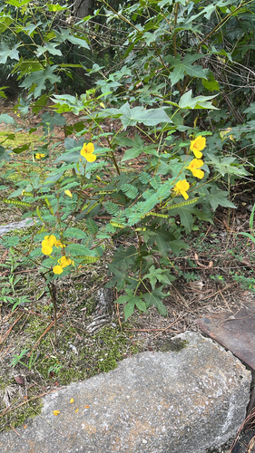 partridge pea