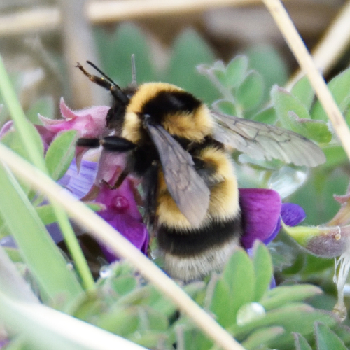 High Country Bumble Bee photo 4