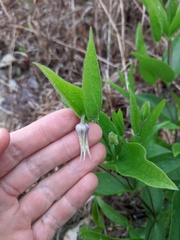 Clematis fremontii