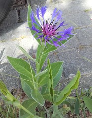 Centaurea montana