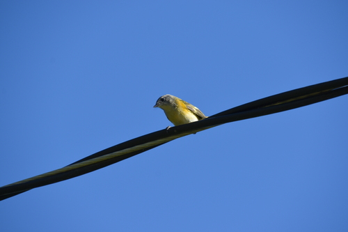American Redstart