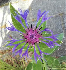 Centaurea montana