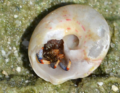 Agathistoma fasciatum